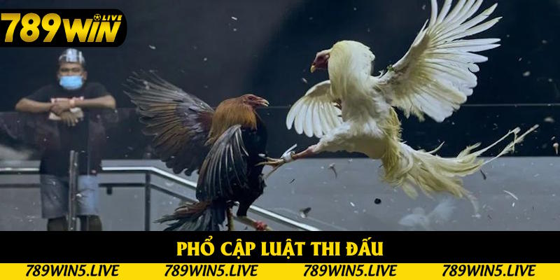 Cập nhật luật thi đấu đá gà cựa dao trực tiếp