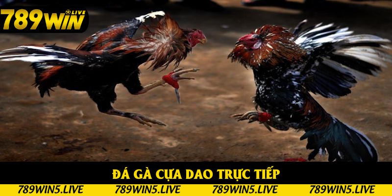 Đá Gà Cựa Dao Trực Tiếp: Sản Phẩm Hấp Dẫn Tại 789win