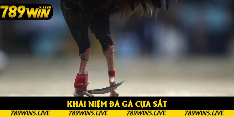 Tổng quan khái niệm đá gà cựa sắt Tổng quan khái niệm đá gà cựa sắt