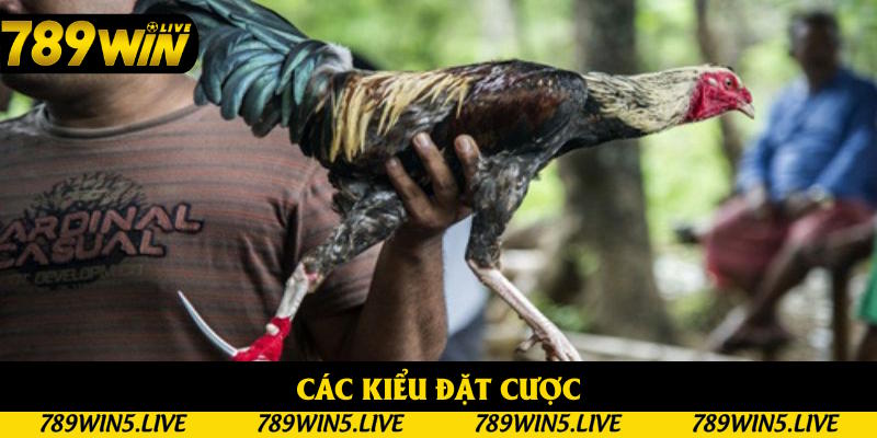 Những kiểu đặt cược thú vị trong đá gà cựa sắt Những kiểu đặt cược thú vị trong đá gà cựa sắt