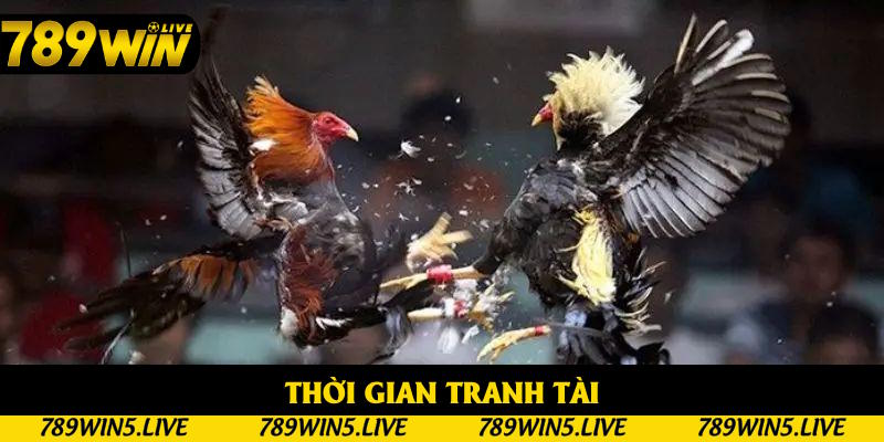 Quy định về thời gian so tài cao thấp trong đá gà cựa sắt Quy định về thời gian so tài cao thấp trong đá gà cựa sắt
