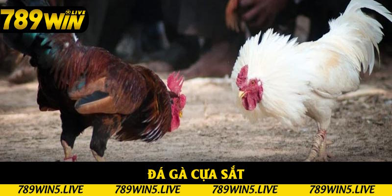 Đá Gà Cựa Sắt: Phiên Bản Kê Chọi Đỉnh Cao Tại Nhà Cái 789win