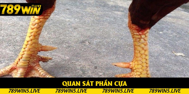 Chọn chiến kê tiềm năng bằng cách nhìn cựa