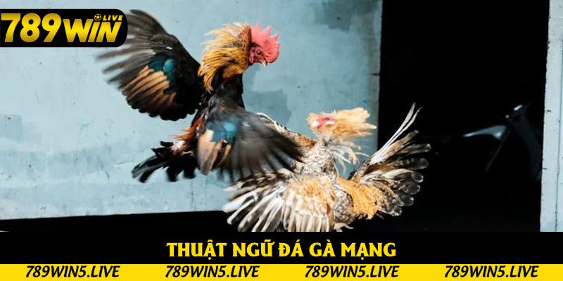 Thuật ngữ thường thấy trong đá gà mạng