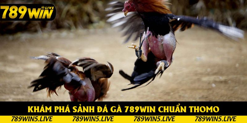 Khám phá sảnh đá gà cực hay tại 789WIN