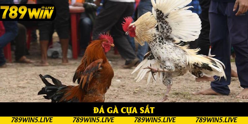 Cung cấp phiên bản gắn cựa sắt đầy cam go