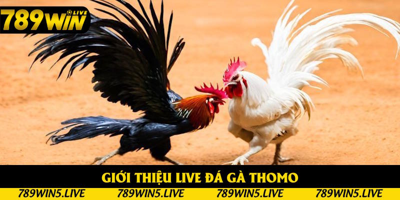 Nội dung sơ lược live đá gà Thomo