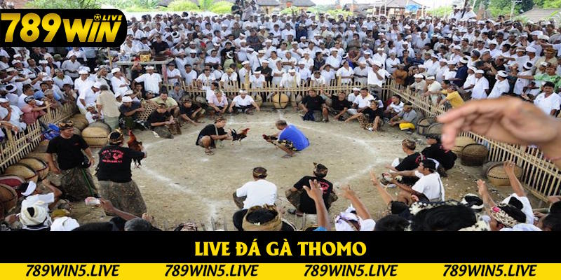 Live Đá Gà Thomo: Sân Chơi Đình Đám Trong Năm 2025