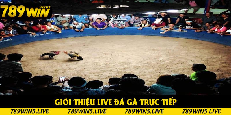 Nội dung giới thiệu live đá gà trực tiếp