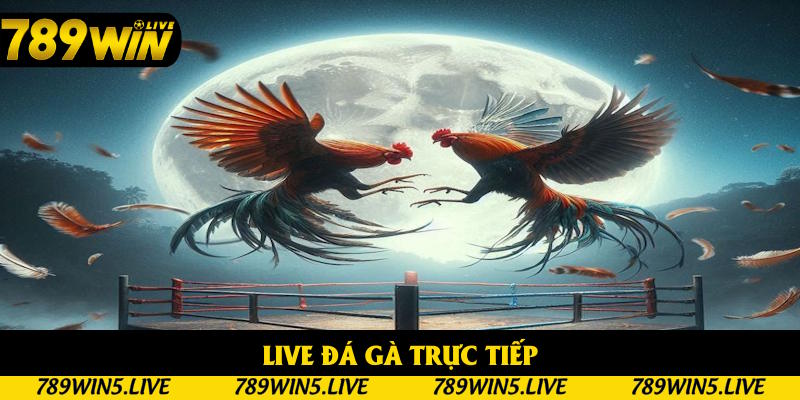 Live Đá Gà Trực Tiếp Kịch Tính Từng Giây Tại Nhà Cái 789win