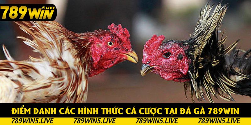 Một số loại hình cá cược tại đá gà