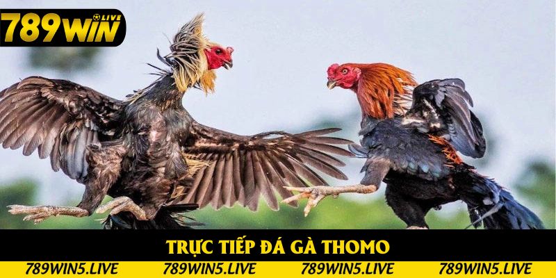 Trực Tiếp Đá Gà Thomo - Kịch Tính Mỗi Trận, Nổ Tiền Từng Cú
