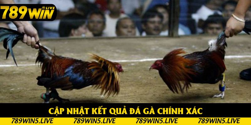 Cập nhật kết quả đá gà chính xác, không lo trễ nhịp Cập nhật kết quả đá gà chính xác, không lo trễ nhịp