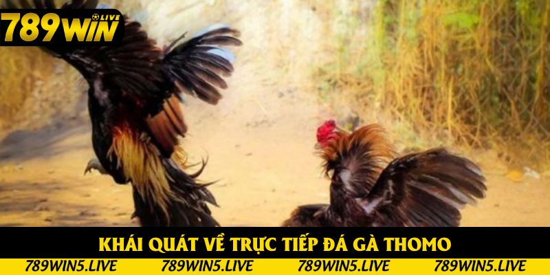 Toàn cảnh hoạt động trực tiếp đá gà thomo Toàn cảnh hoạt động trực tiếp đá gà thomo